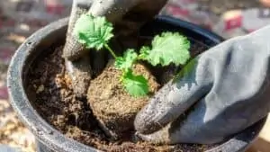 plant vegetables