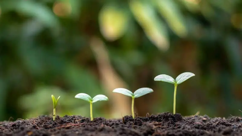Growth mindset