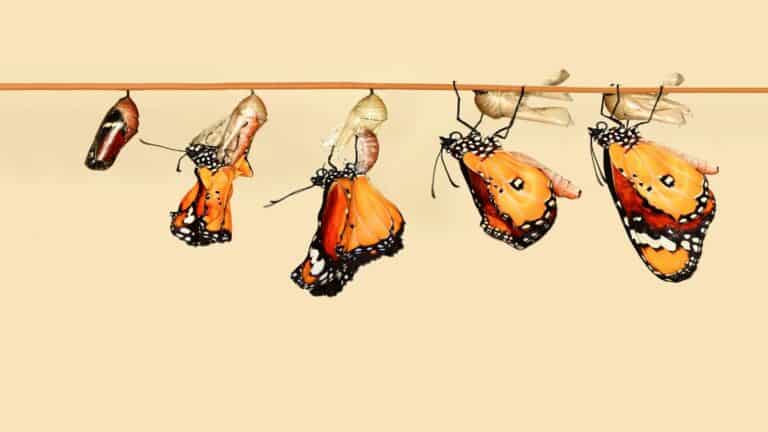 Personal Development is transformation