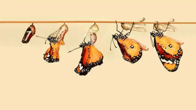 Personal Development is transformation