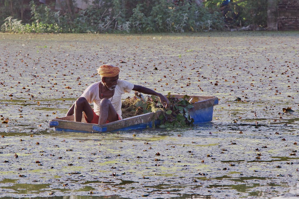 Free stock photo of above water, asian farmer, crop cultivation